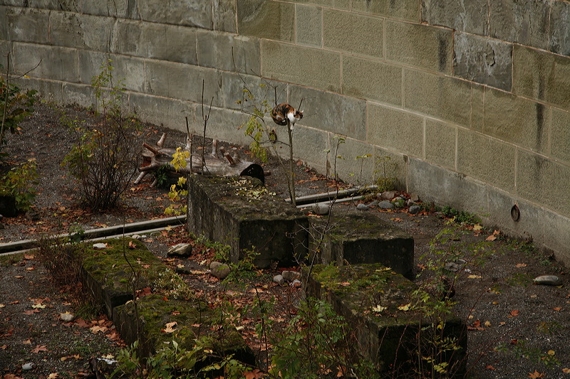 11-01-08_switz_icnb-0066.jpg